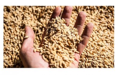 Ruolo del trasportatore nelle verifiche alla presa in carico della merce