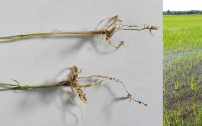 Nuova avversità per il riso in Piemonte: il nematode galligeno Meloidogyne