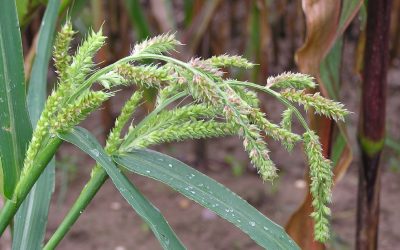 Prodotti fitosanitari autorizzati in deroga