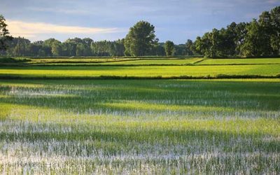 Convegno “La sperimentazione dell’efficacia delle misure del PAN per la tutela della biodiversità”